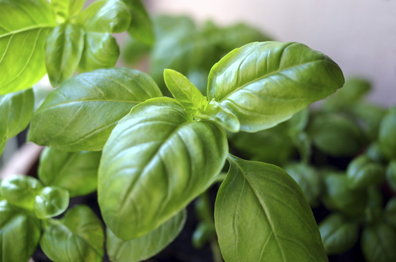 herb basil