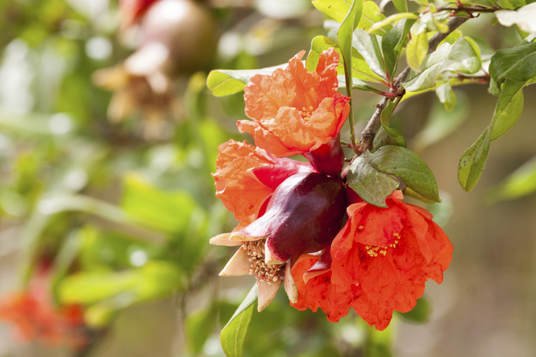 Pomegranate with flowers