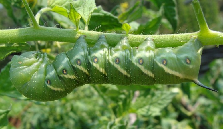 A large, green tomato hornworm caterpillars (Manduca quinquemaculata) crawling upside-down on a stem.