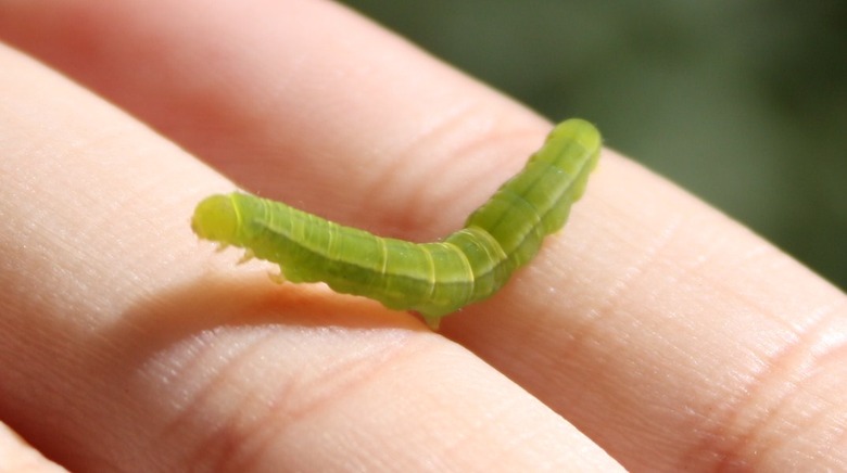 A cabbage looper (Trichoplusia ni) held up in a human hand.