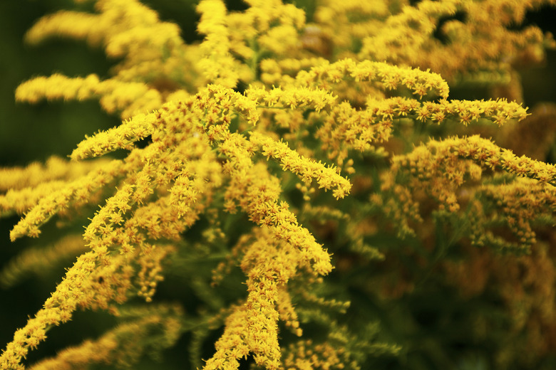 Canada goldenrod (Solidago canadensis) beautiful blooming moment