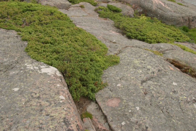 Some stones with some lovely moss growing on them.