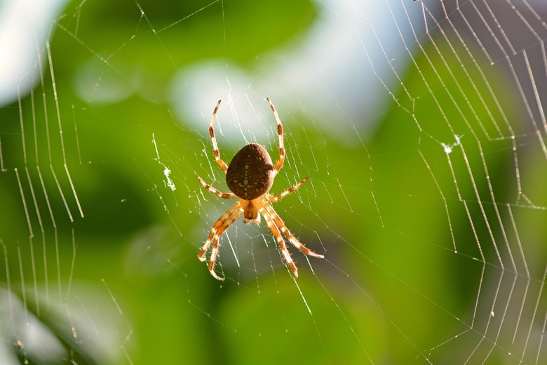 A close-up of a spider in its web.