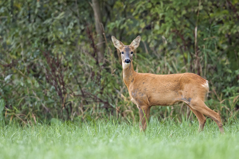 Roe-deer in the forest