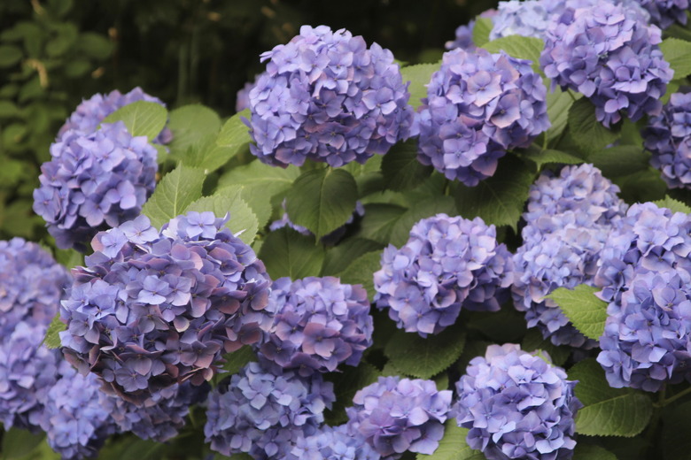 Hydrangea macrophylla flower