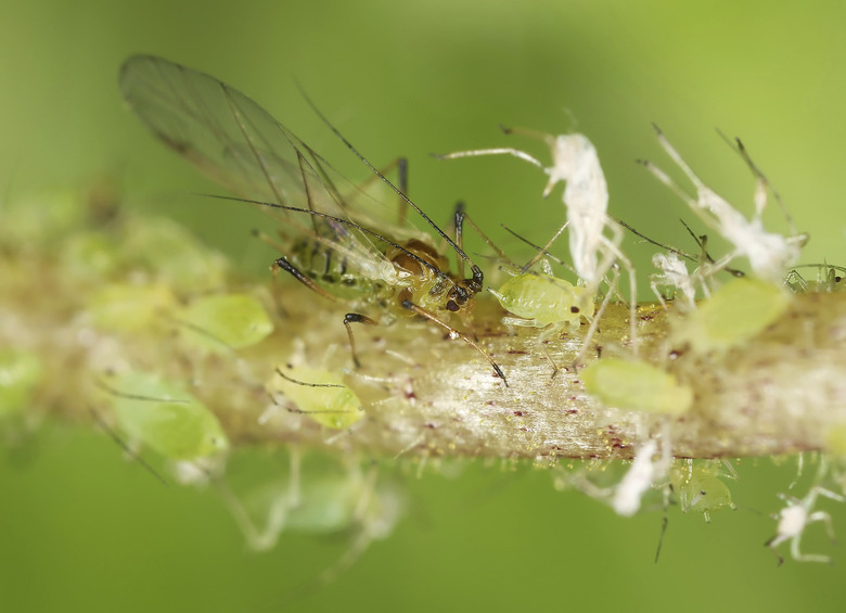 Aphids, close up photo