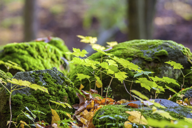 Autumn ground