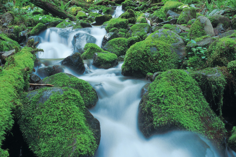 stream cascading over mossy rocks in Olympic National Park