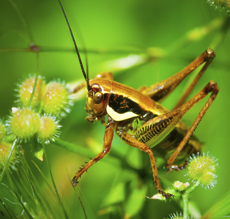 Green grasshopper