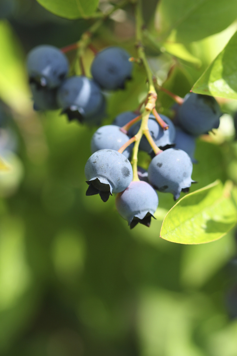 Highbush blueberries