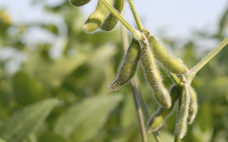 Growth Soybeans