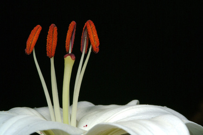 A close-up of some filaments and anthers sprouting from a white flower.