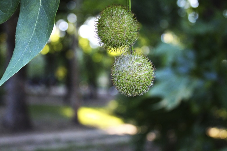 Sycamore tree fruit (seed balls)