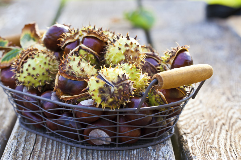 Chestnuts in a basket with  dried leaves on wooden table