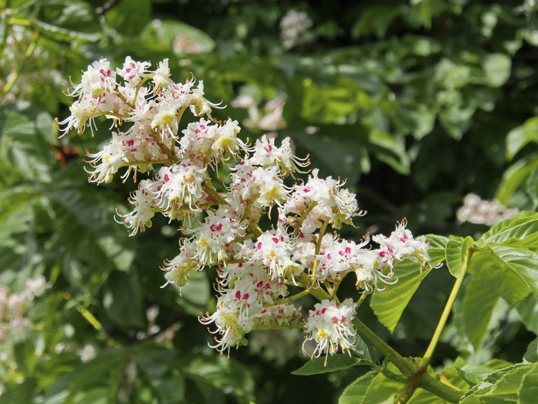 chestnut tree