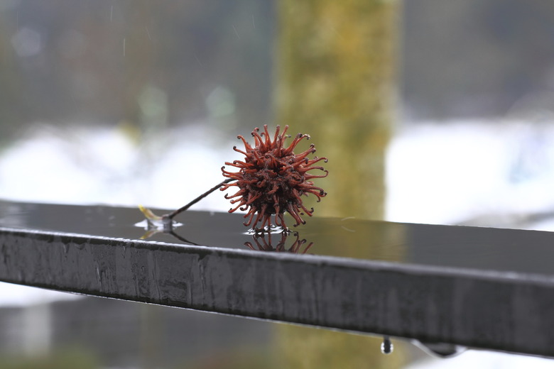 Sweet Gum Tree Pod