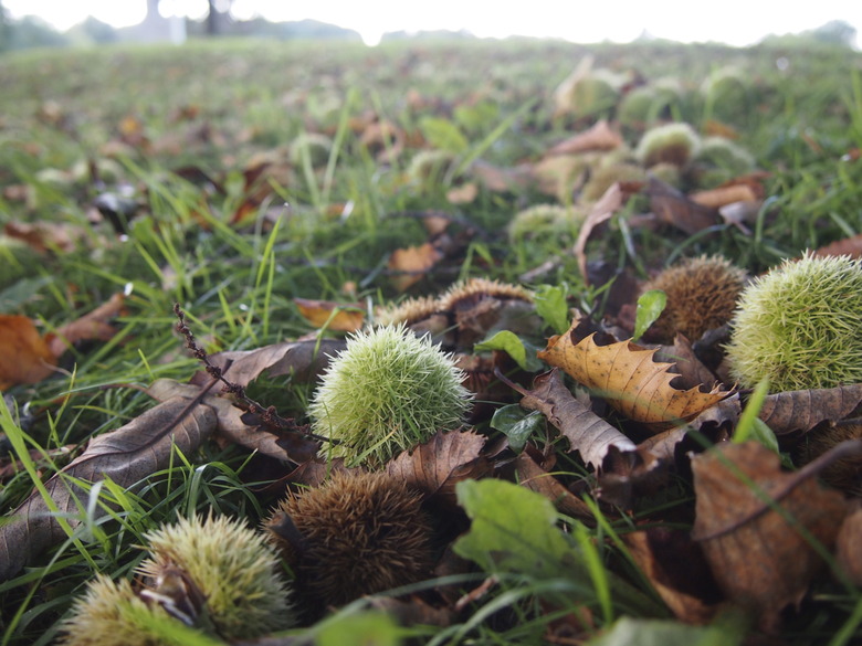 Fallen chestnuts on grassy ground