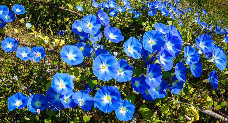 A beautiful batch of blue morning glory flowers in bloom.