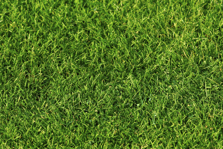 Grass Texture