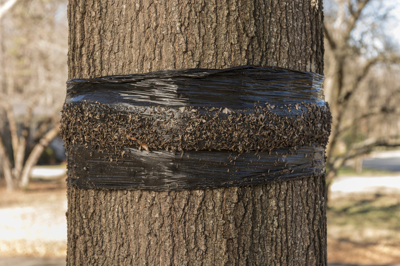 Tree banding for cankerworms