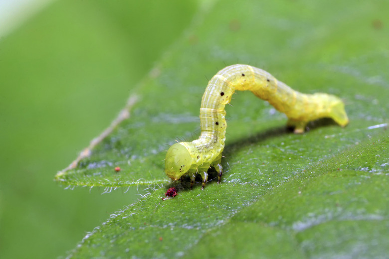 Inchworm walking on leaf