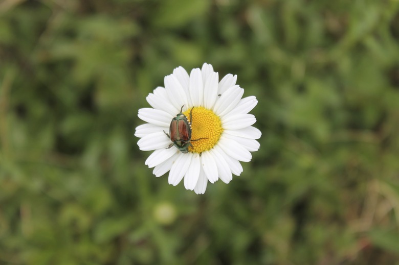 Daisy with visitor