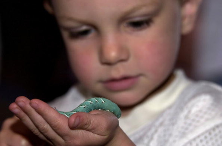 A small child holds up a green hornworm in their hand.