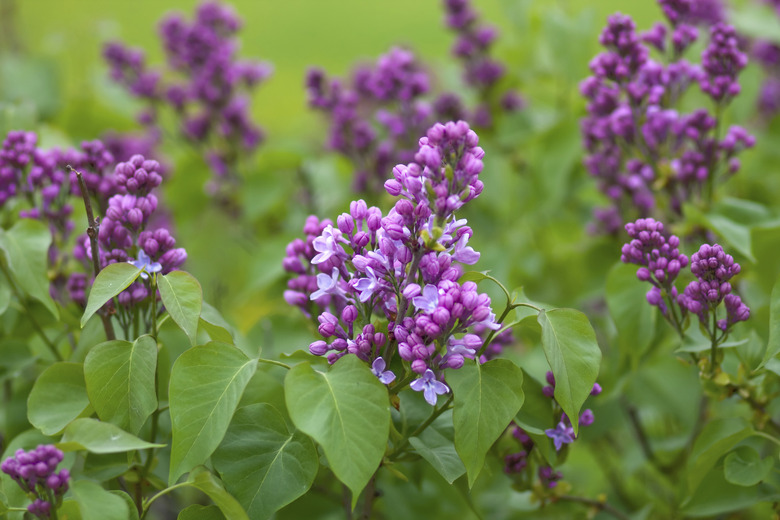 blooming lilac branches in springtime