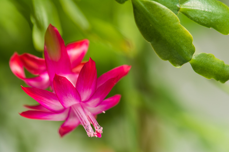 Schlumbergera flowers, home plant