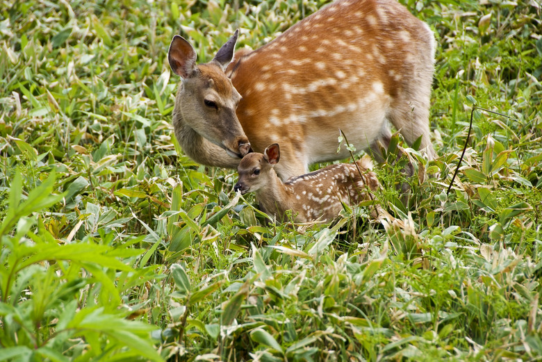 Deer family in field