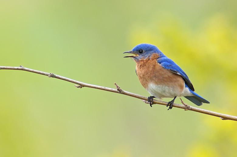 Eastern Bluebird