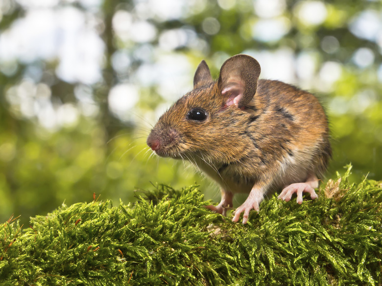 Side View of Head Field Mouse (Apodemus sylvaticus)