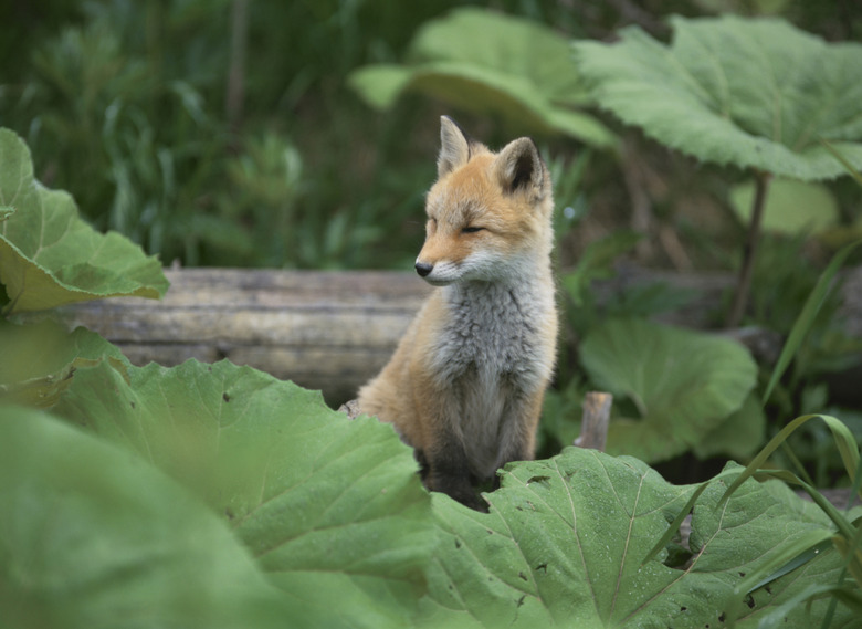 Young red fox surrounded by leaves