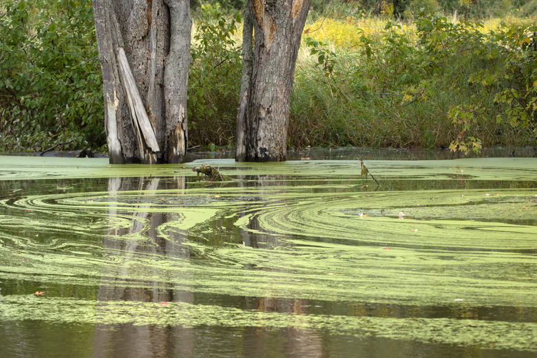 Algae sitting atop the water of a pond.