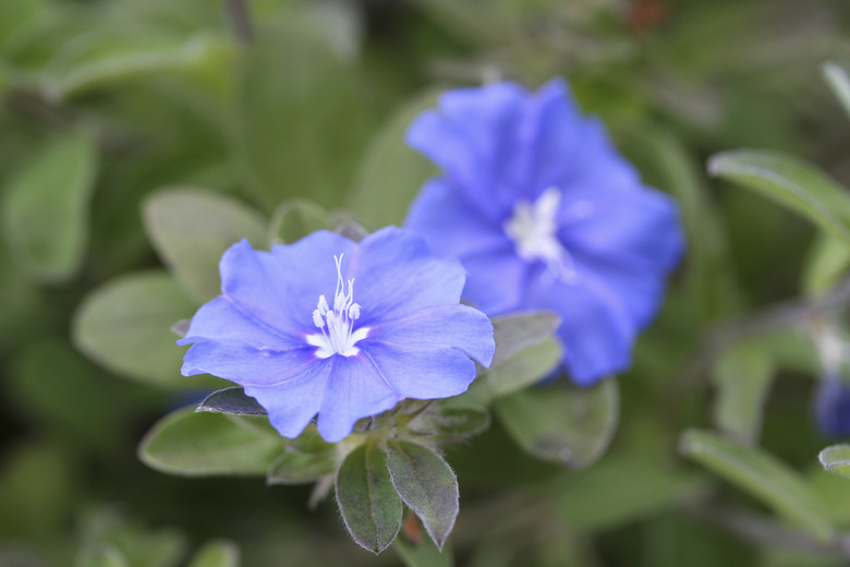 This is a flower of the Evolvulus was taken in Japan.