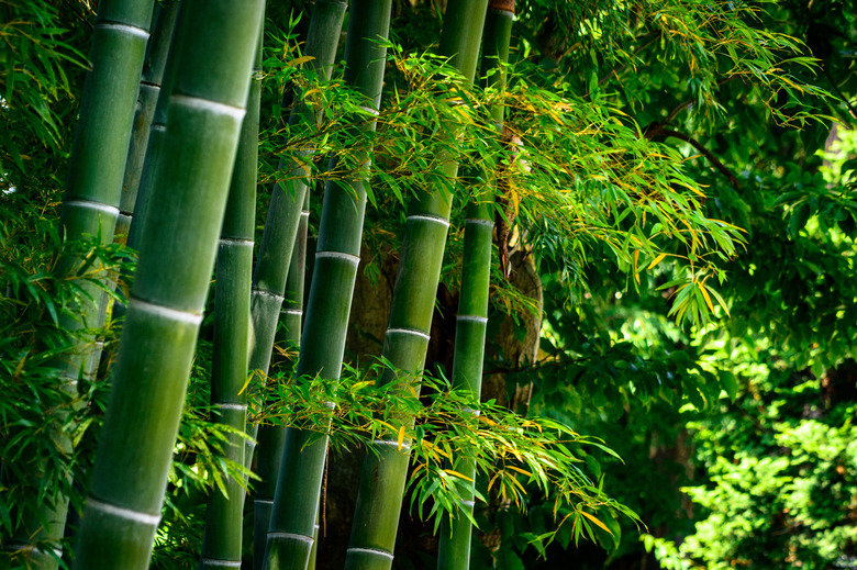 A deeply green forest of bamboo.