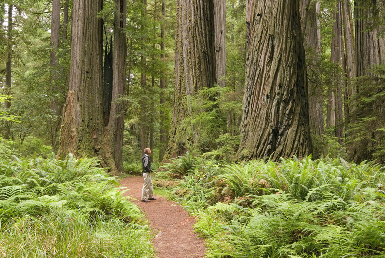 Redwood trees with hiker looking up.