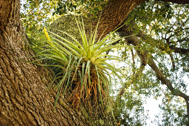 Air plant