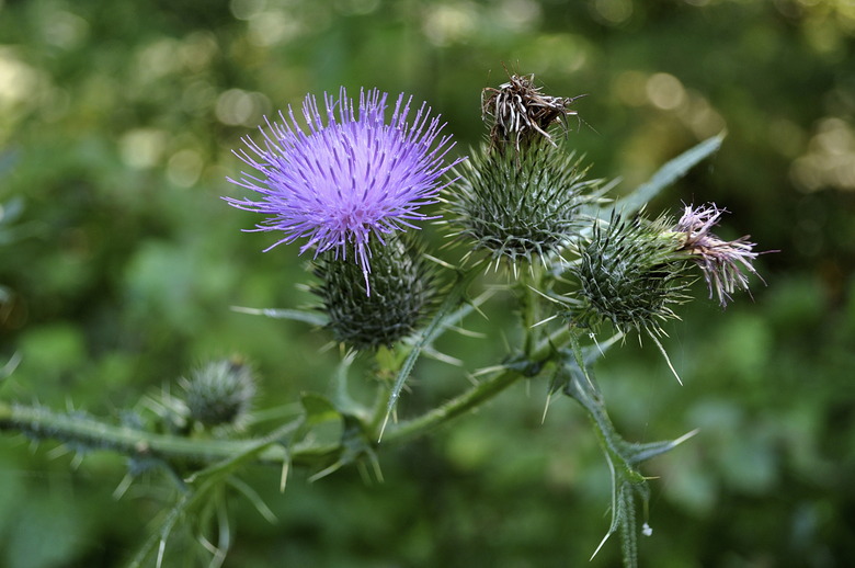 Cirsium Vulgare