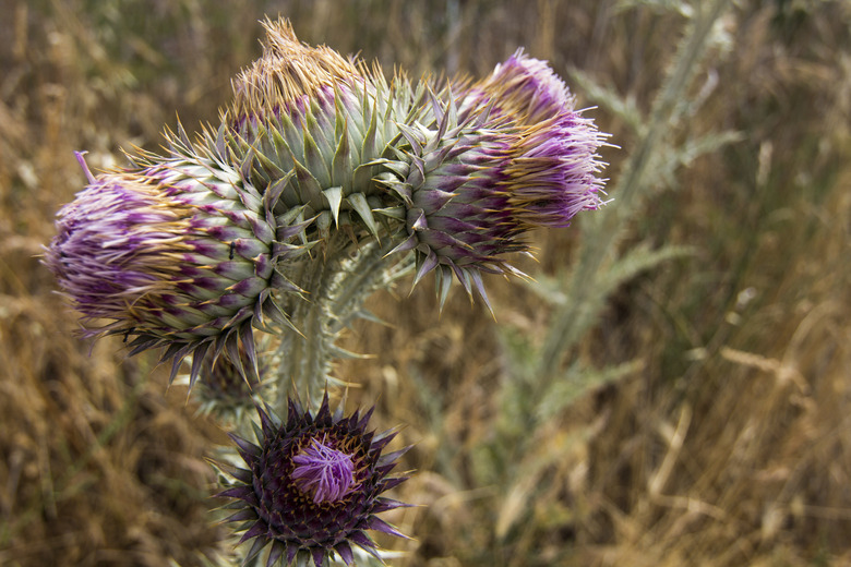 (Cirsium arvense) beautiful and thorny thistle in the field