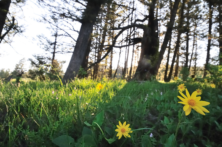 flowers on Targhee Pass