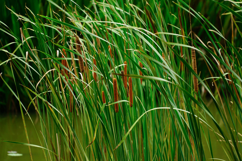 A bulrush cattail plant (Typha latifolia) growing in a riverbank.