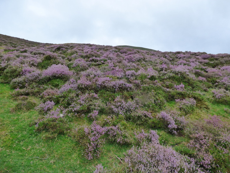 A rolling hill of Scottish heather (Calluna vulgaris) in Edinburgh, Scotland.