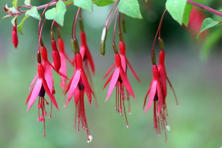 A handful of hardy fuchsia (Fuchsia magellanica) flowers hanging down from a branch.