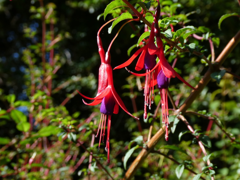 Three wonderful hardy fuchsia (Fuchsia magellanica) flowers hanging down from a branch.