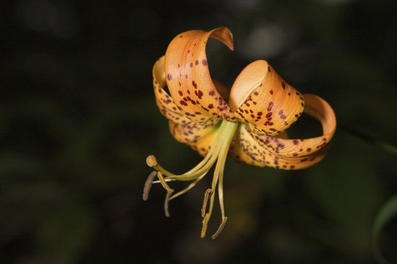 Turk's Cap Lily