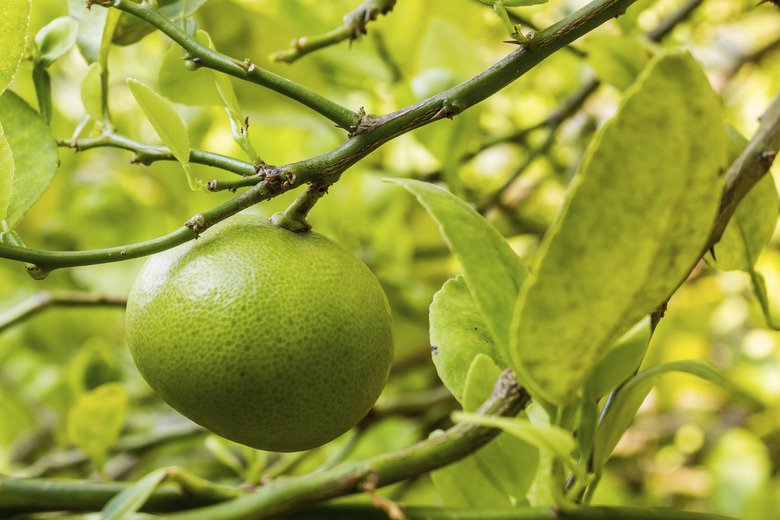 A fresh lime hanging from a branch.