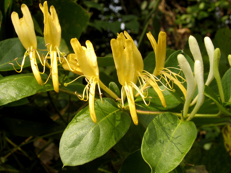 Honeysuckles