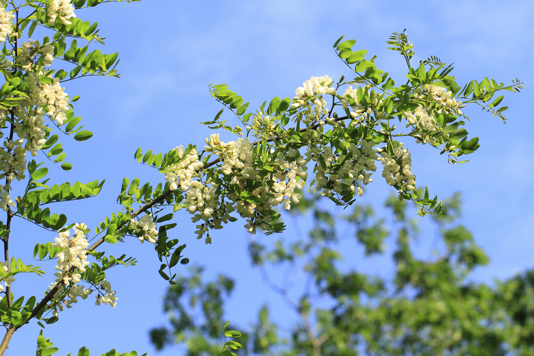 Locust blossom