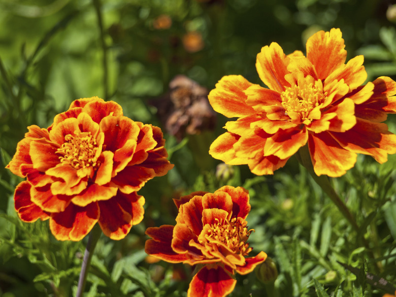 marigold flower background